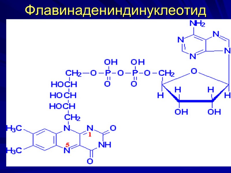 Флавинадениндинуклеотид Флавинадениндинуклеотид
